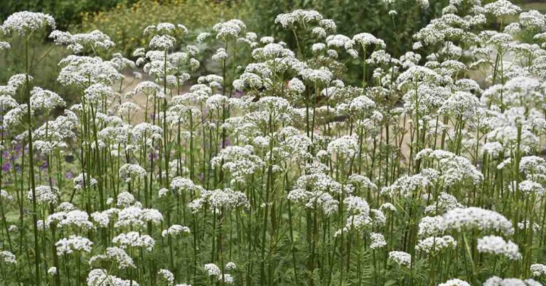 ‘Nature’s Valium’: Examining the Evidence Behind Valerian’s Claims for Anxiety and Sleep - Featured image