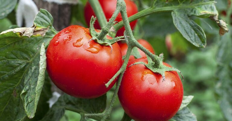 15 Simple Tomato Growing Tips For A Heavier, Fruit-Filled Harvest - Featured image
