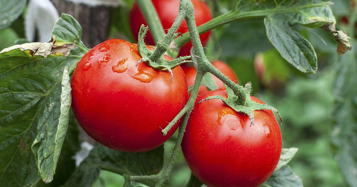15 Simple Tomato Growing Tips For A Heavier, Fruit-Filled Harvest
