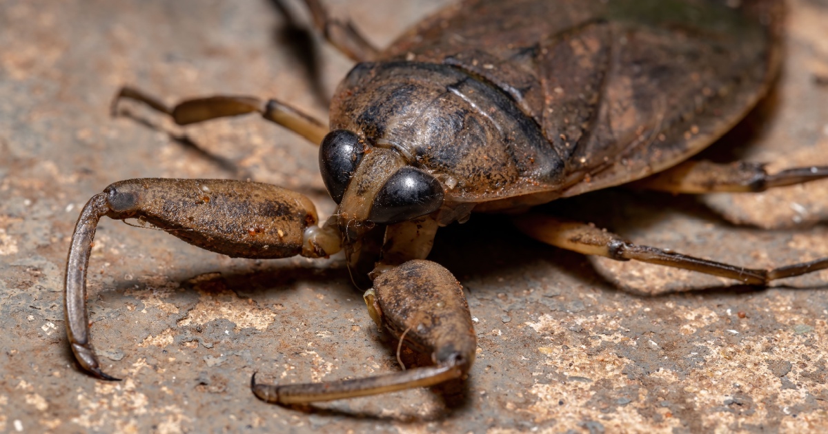 7 Things You Didn’t Know About the Giant Water Bug (Toe-Biter)