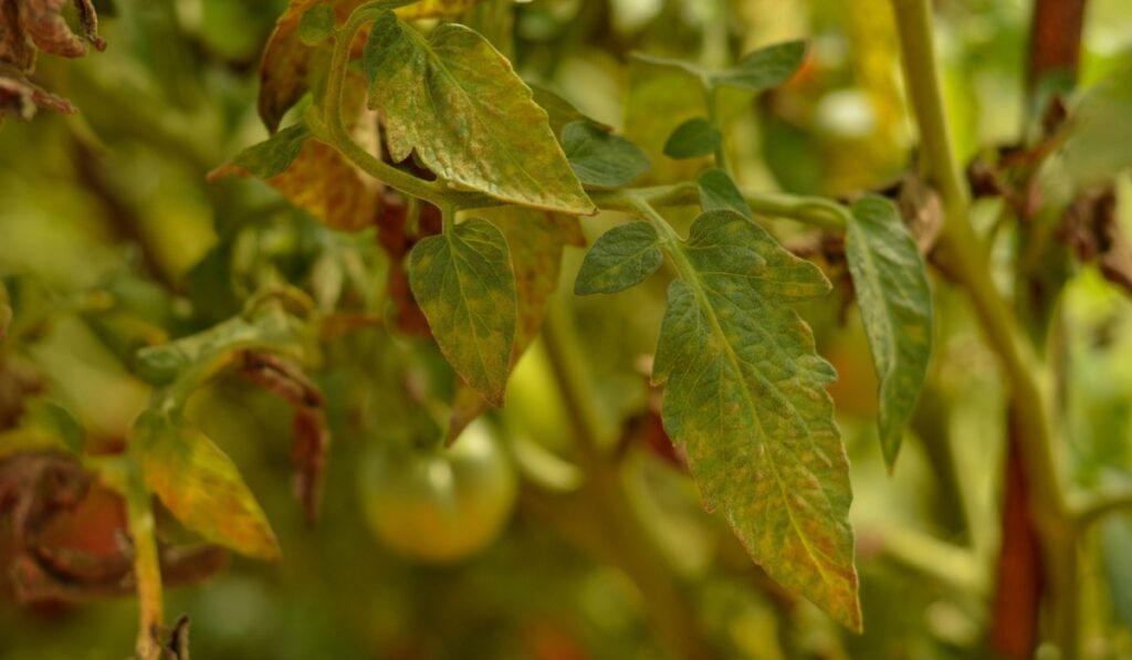 A tomato plant affected by leaf rolling disease due to magnesium deficiency