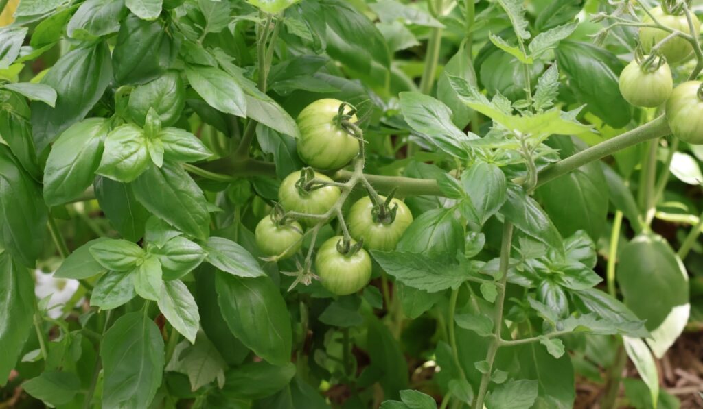 Green tomatoes and basil growing together