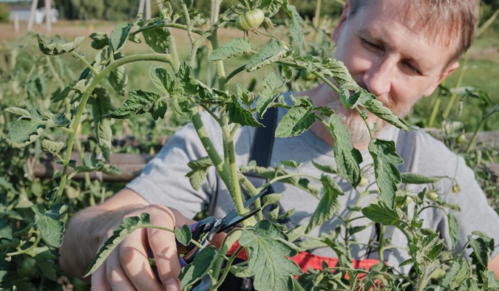 Caucasian male pruning tomato plant in garden on a sunny day