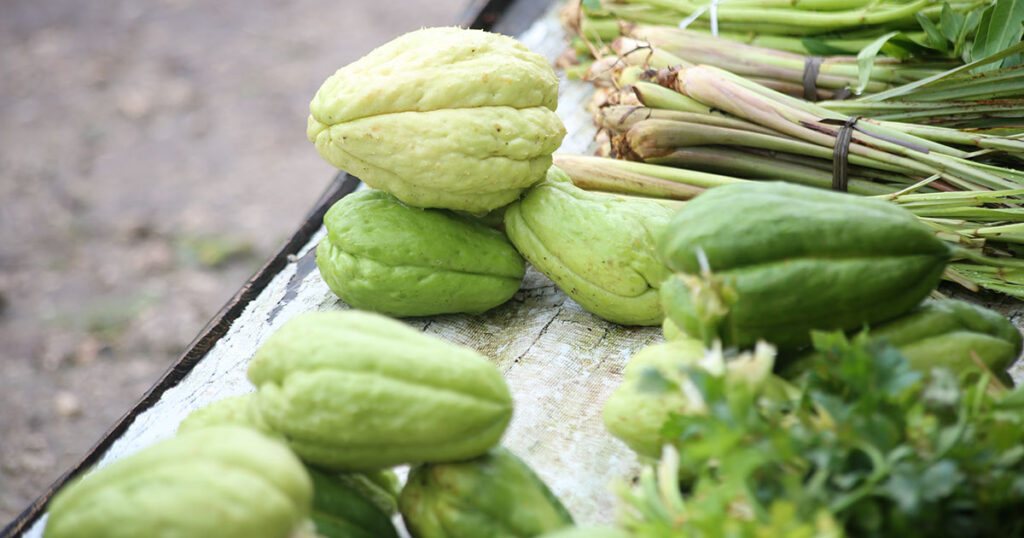 Studies Report Chayote Consumption Linked to Key Digestive and Cardiovascular Health Benefits - Featured image