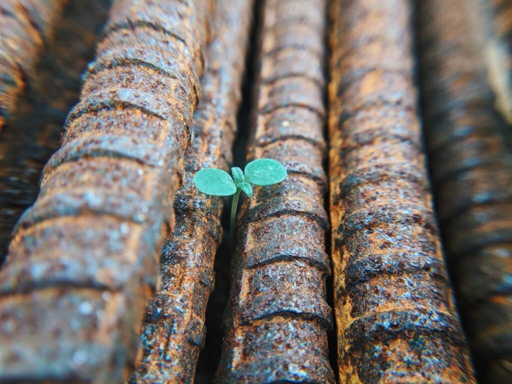 Small green seedling sprouting between heavily rusted metal rebar bars.