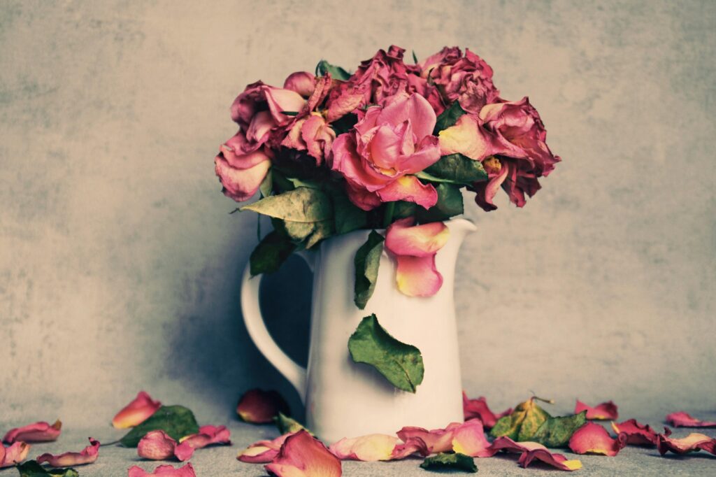 Wilted pink roses in a white ceramic pitcher with fallen petals scattered around the base.