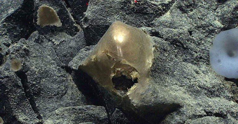 Mysterious “Golden Orb” Found Off The Coast Of Alaska Finally Identified - Featured image