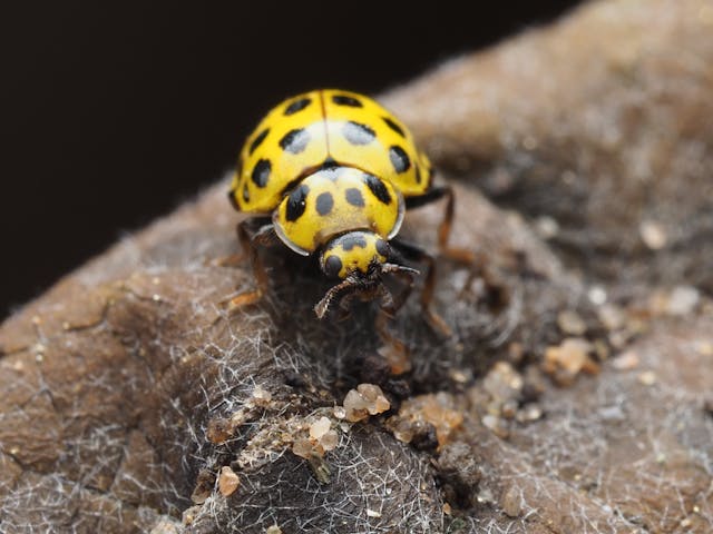 close up of a yellow ladybug