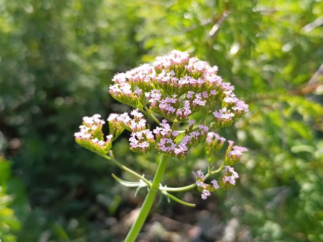 Valerian plant
