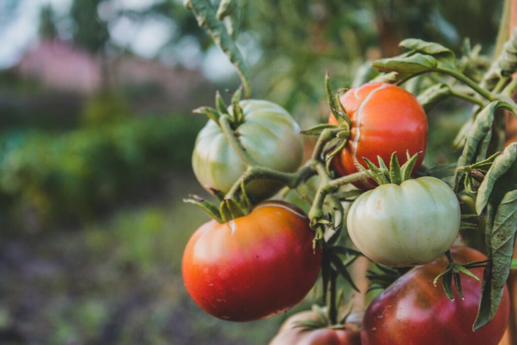 Close-up Photo of Fresh Tomatoes