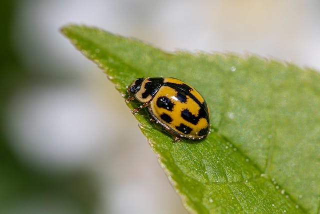 yellow ladybug on a leaf