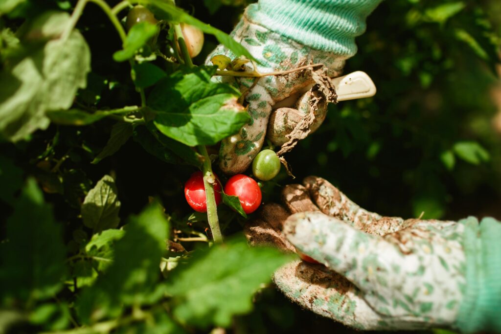 Gardener Harvesting Ripe Red Tomatoes by Hand