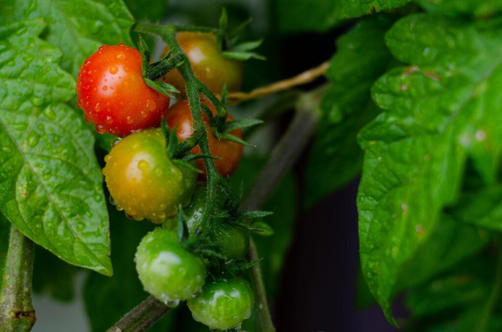 Close-up of Cherry Tomatoes Ripening