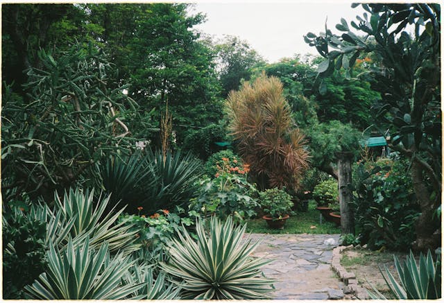 Garden full of plants
