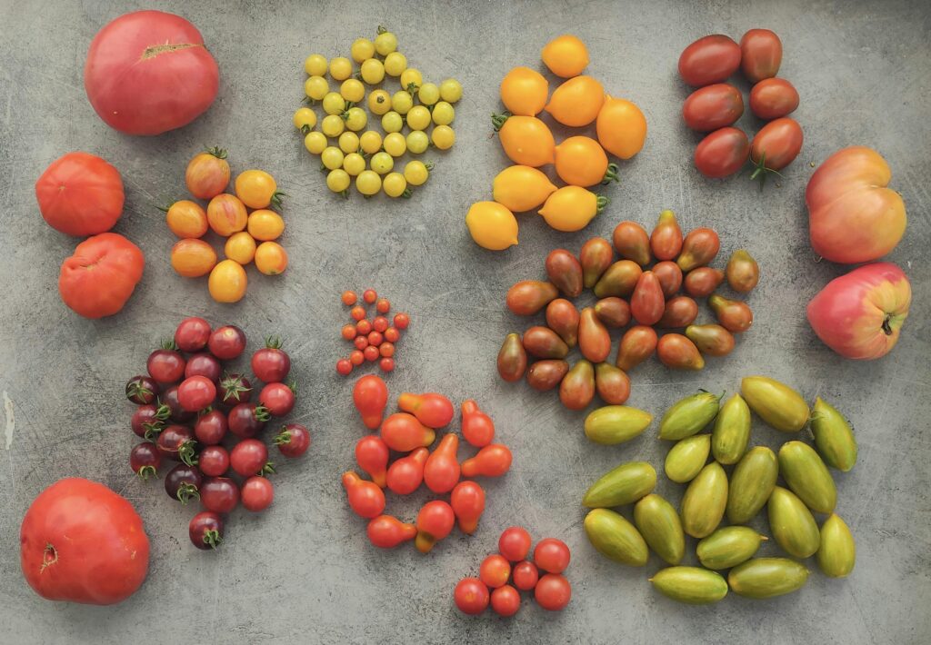 Variety of colorful heirloom tomatoes on display
