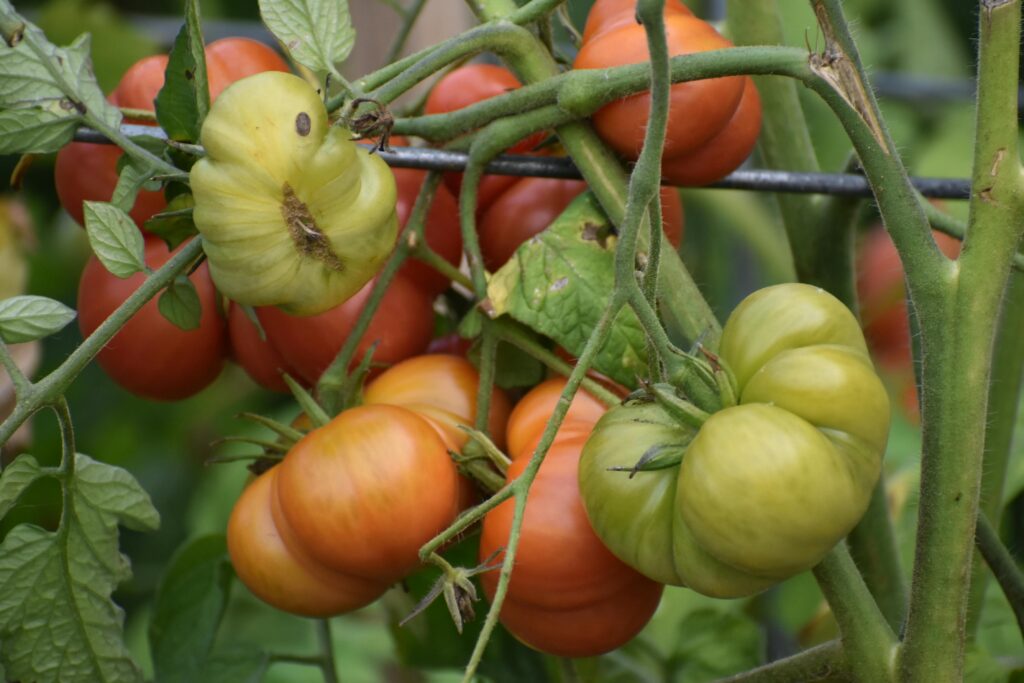 Vibrant Heirloom Tomatoes Growing on Vine