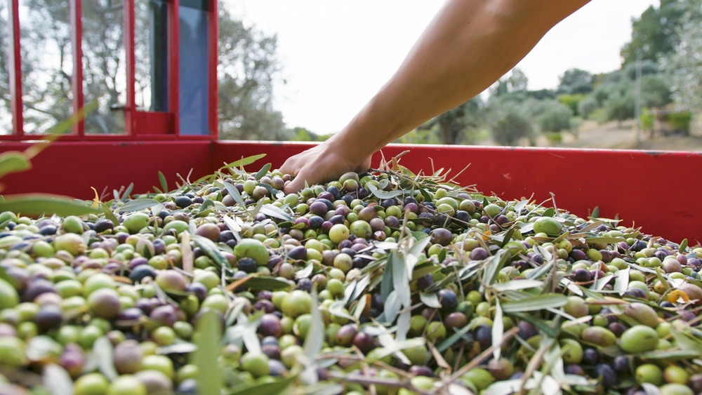 Hand touching olive for production of Extra virgin Oil