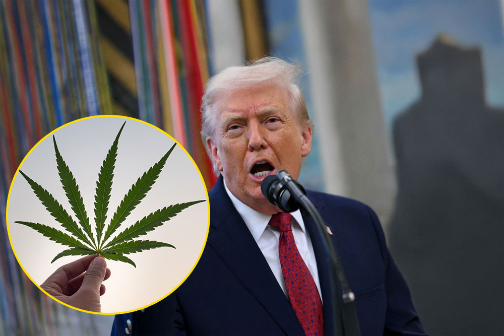 Trump Just Reclassified Marijuana. What It Means For You