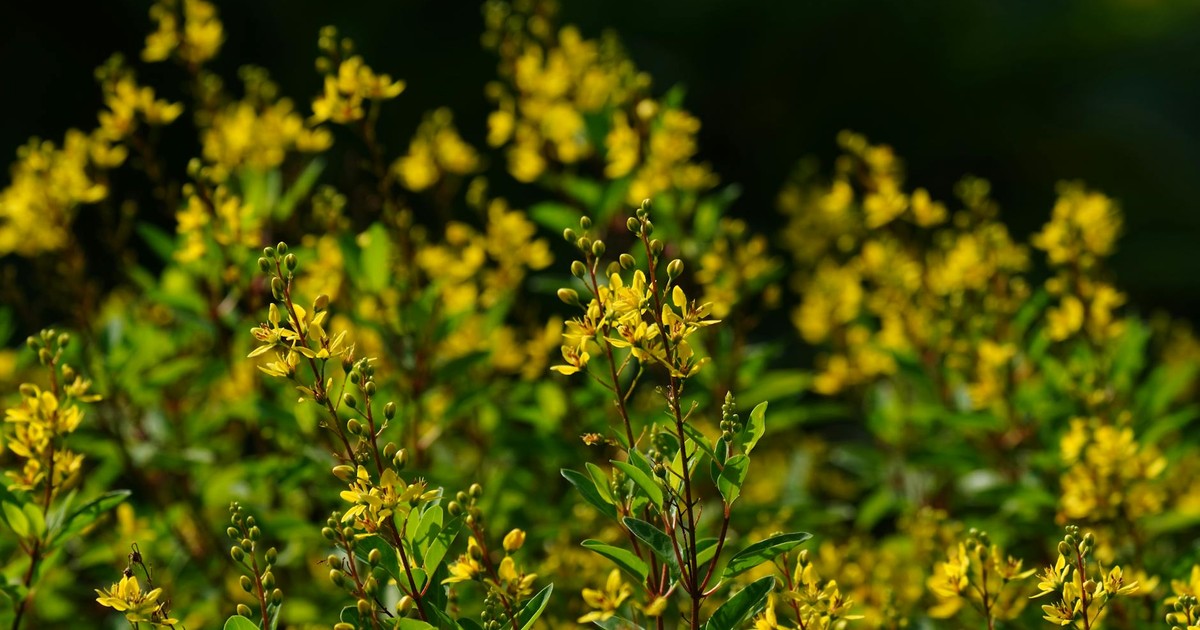 A stunning capture of vibrant yellow flowers in full bloom against a lush green background.