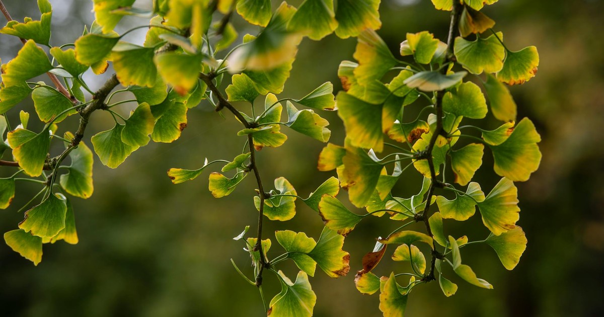Detailed view of green and yellow Ginkgo Biloba leaves in natural setting.
