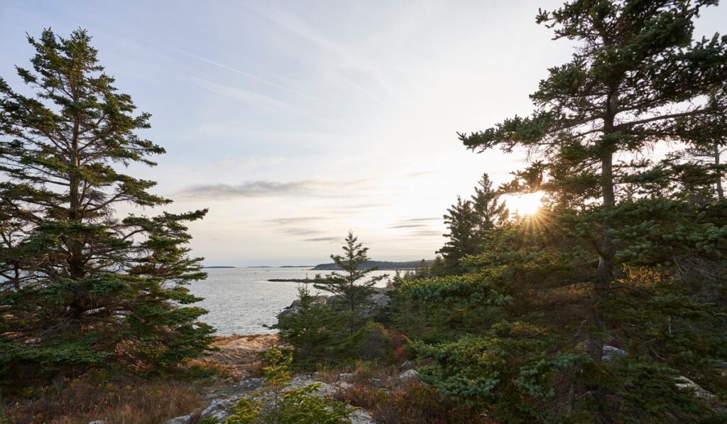 Sun beams through the northern evergreen vegetation on the Acadia National Park coastline. Its a beautiful sunny day, and the ocean is calm and vast.