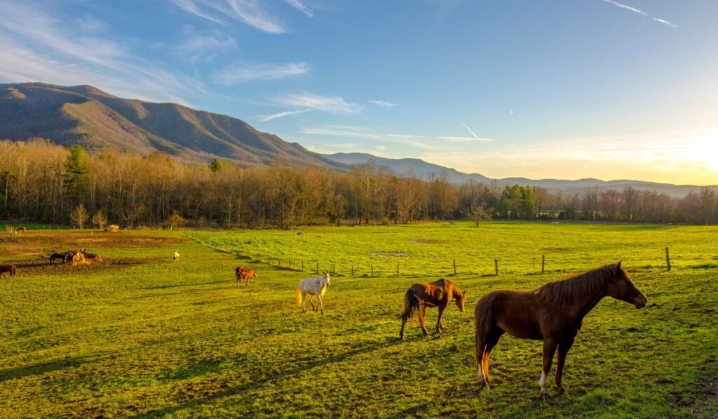 Great Smoky Mountains National Park is an American national park and a UNESCO World Heritage Site.Tennessee and North Carolina State of US.