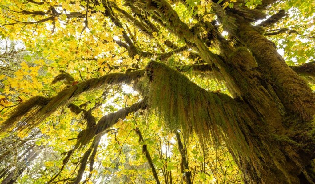 View of Hoh Rain Forest in Olympic National Park, Washington USA.