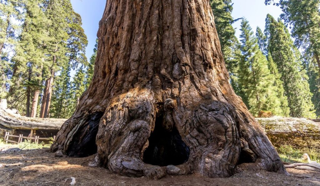 Around the base of the sequoia tree It was large and had been burnt. Some trees were hollow and many people could walk inside, at Sequoia National Park,CA,USA.