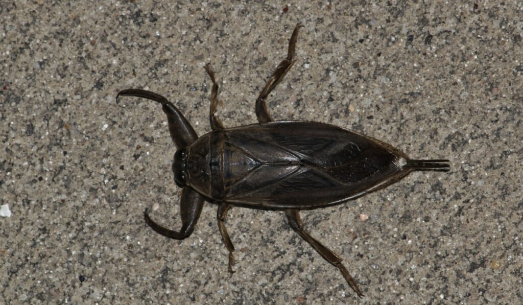 Giant Water bug (Lethocerus americanus), or Toe-Biter dorsal view. Found in many parts of the world, these creatures can deliver an extremely painful bite