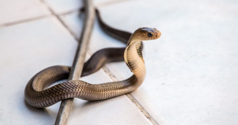 8 Scents That Snakes Hate. Put Them Around Your House to Keep Snakes Away - Featured image