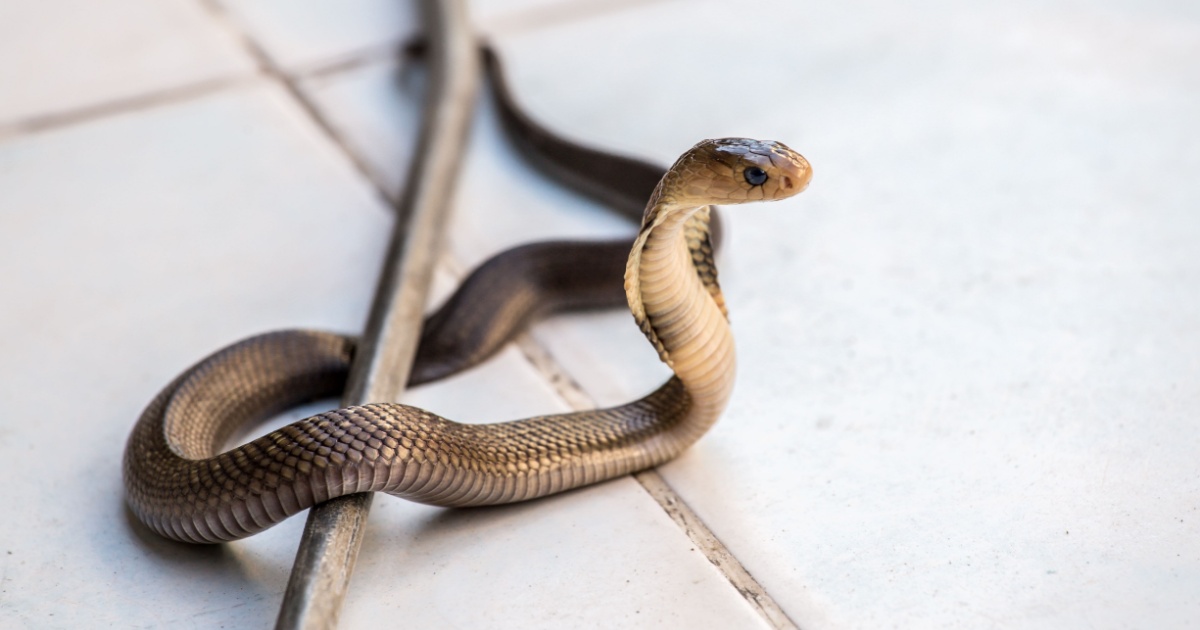 8 Scents That Snakes Hate. Put Them Around Your House to Keep Snakes Away