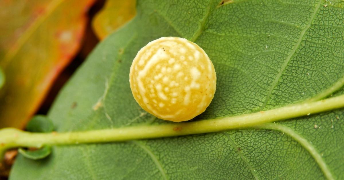 An 8-Year-Old Found Something in His Backyard That Rewrote a Century of Biology