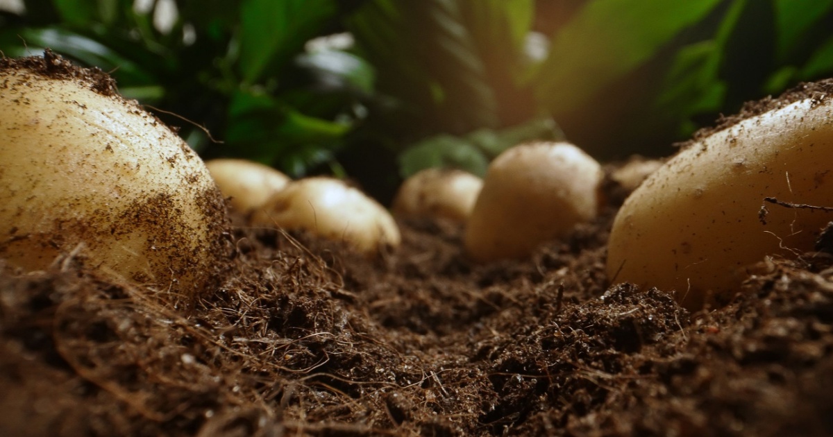 Scientists Found a Common Vegetable That Gave One Population a Genetic Superpower
