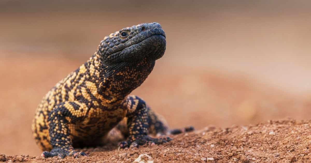 How Science and Deadly Venom Helped Make Ozempic a Reality