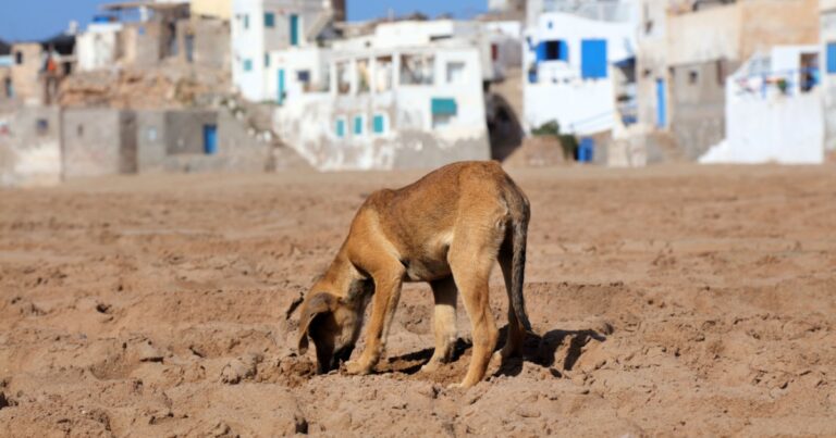 Outrage Grows As Activists Warn Of Large-Scale Dog Killings Before World Cup 2030 - Featured image