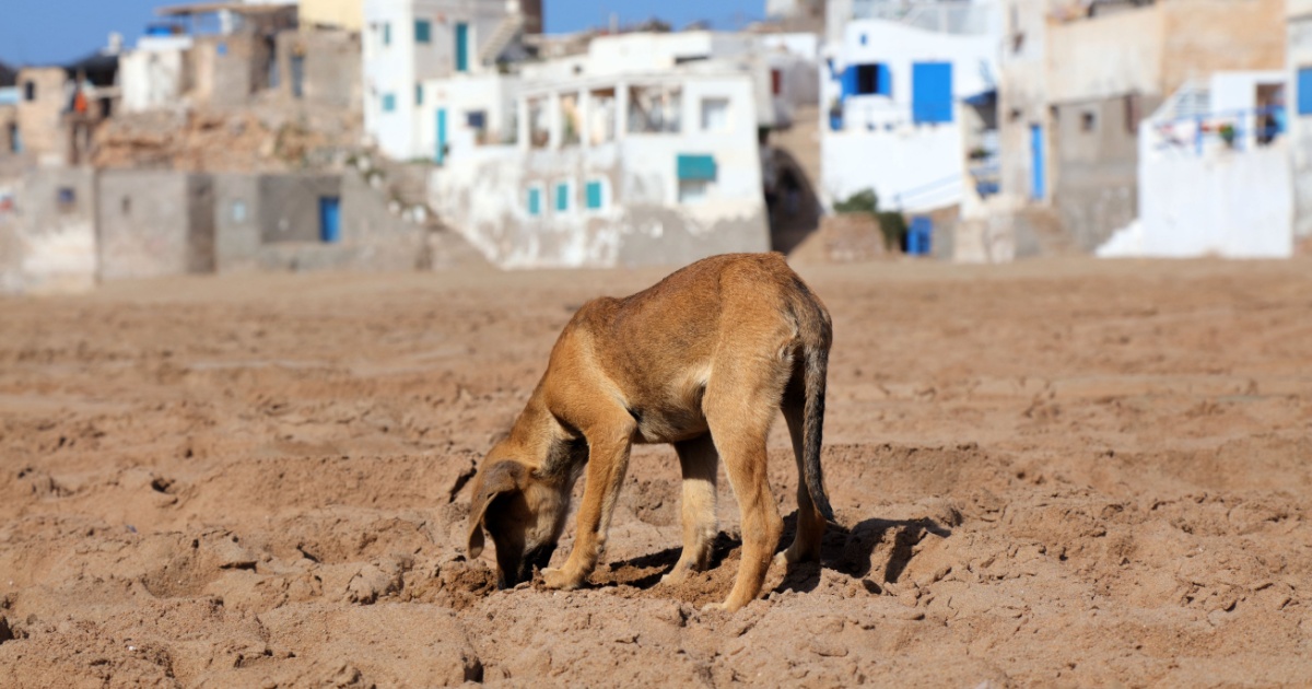 Outrage Grows As Activists Warn Of Large-Scale Dog Killings Before World Cup 2030