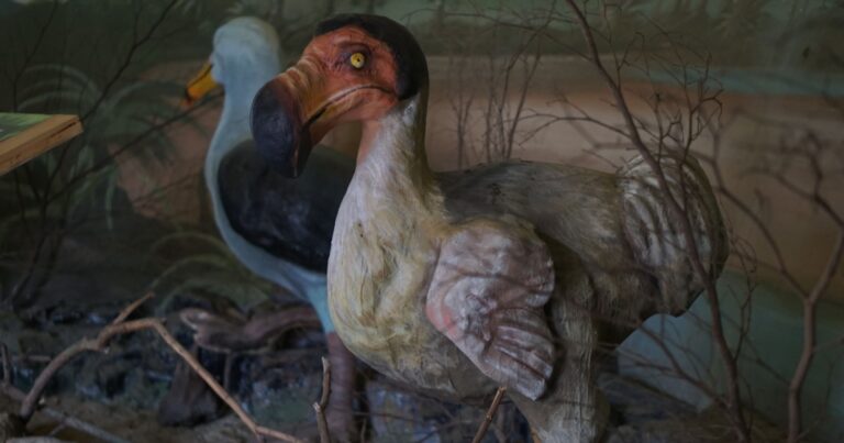 Company Behind ‘De-Extinction’ Efforts Hatches Chicks Using Artificial Eggs, Hints at Future Revival of Lost Species Like the Dodo - Featured image