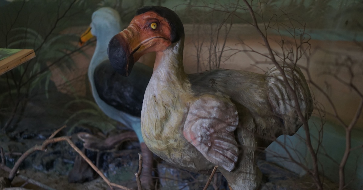 Company Behind ‘De-Extinction’ Efforts Hatches Chicks Using Artificial Eggs, Hints at Future Revival of Lost Species Like the Dodo