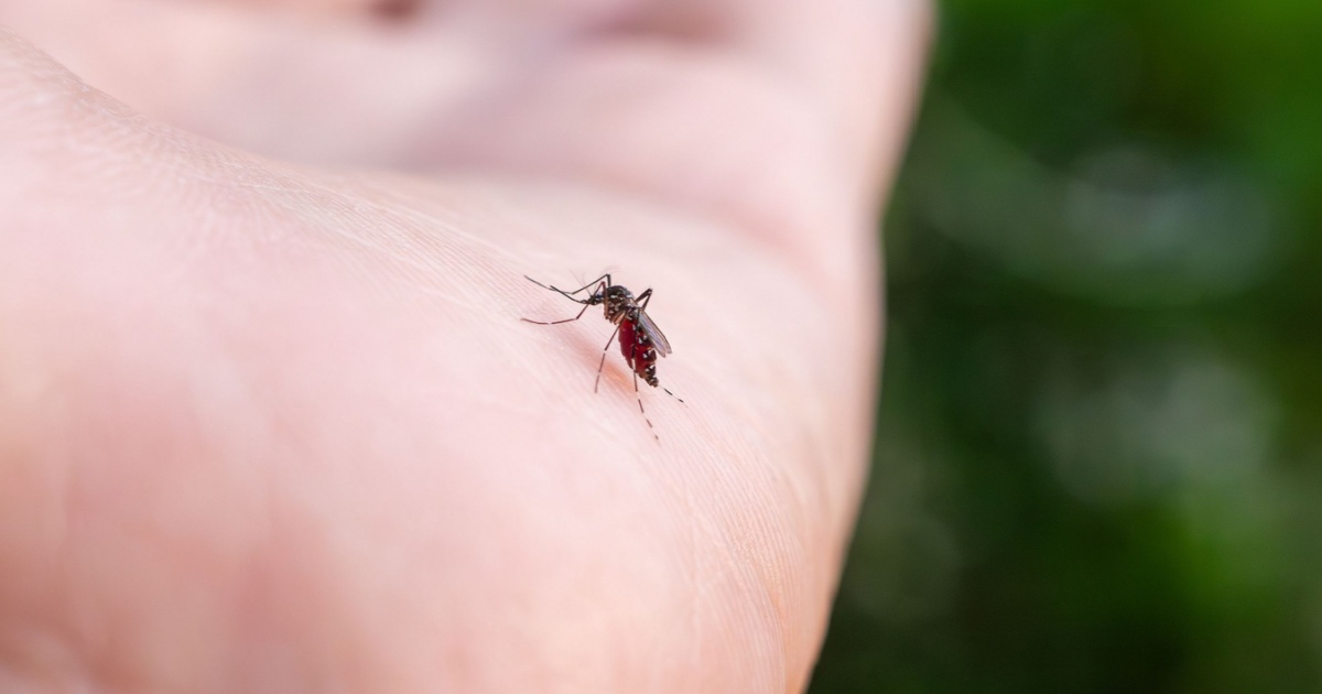 States That Are Going to Have the Worst Mosquito Problems in 2026 (Ranked)