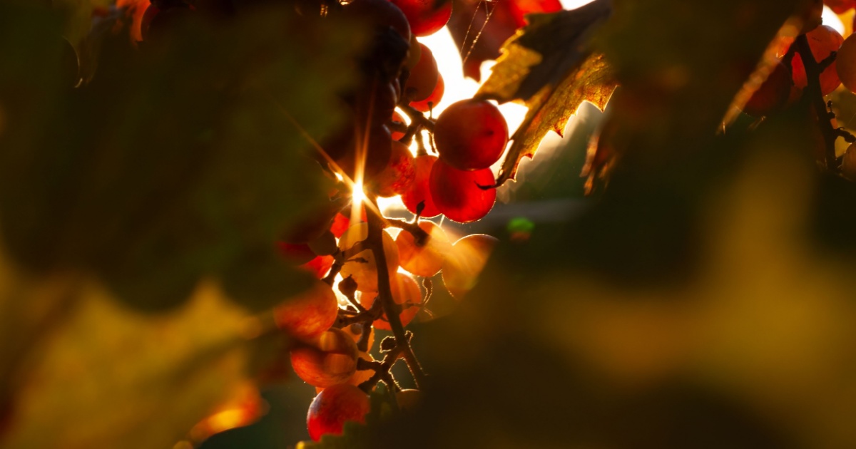 Food and Sun Protection: How This Fruit May Help and What the Research Shows