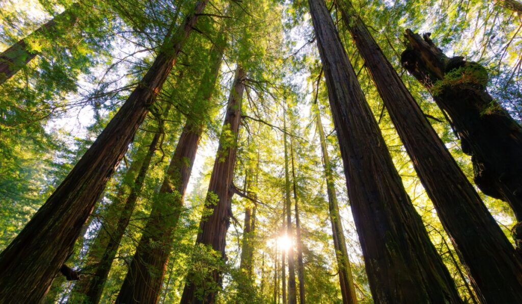 Bright Sun in the Redwoods, Avenue of the Giants, Redwood National and State Parks