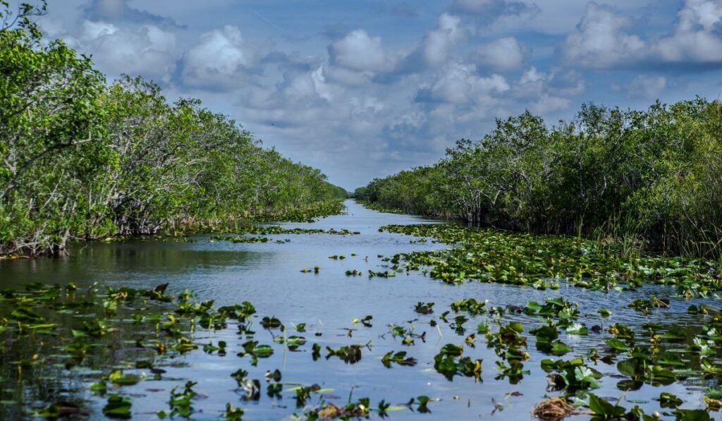 Everglades National Park on sunny day, Miami, Florida