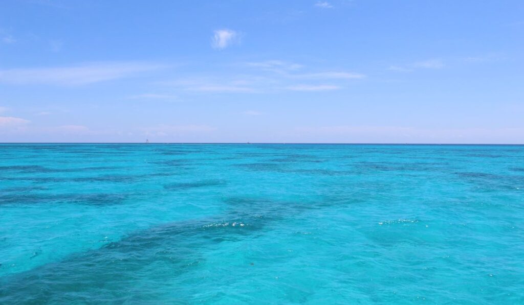  Coral reef in the Florida Keys