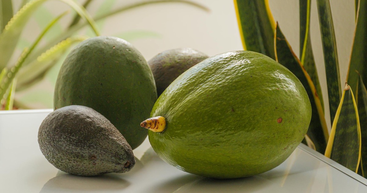 Close-up of ripe avocados on a white surface, perfect for healthy eating visuals.