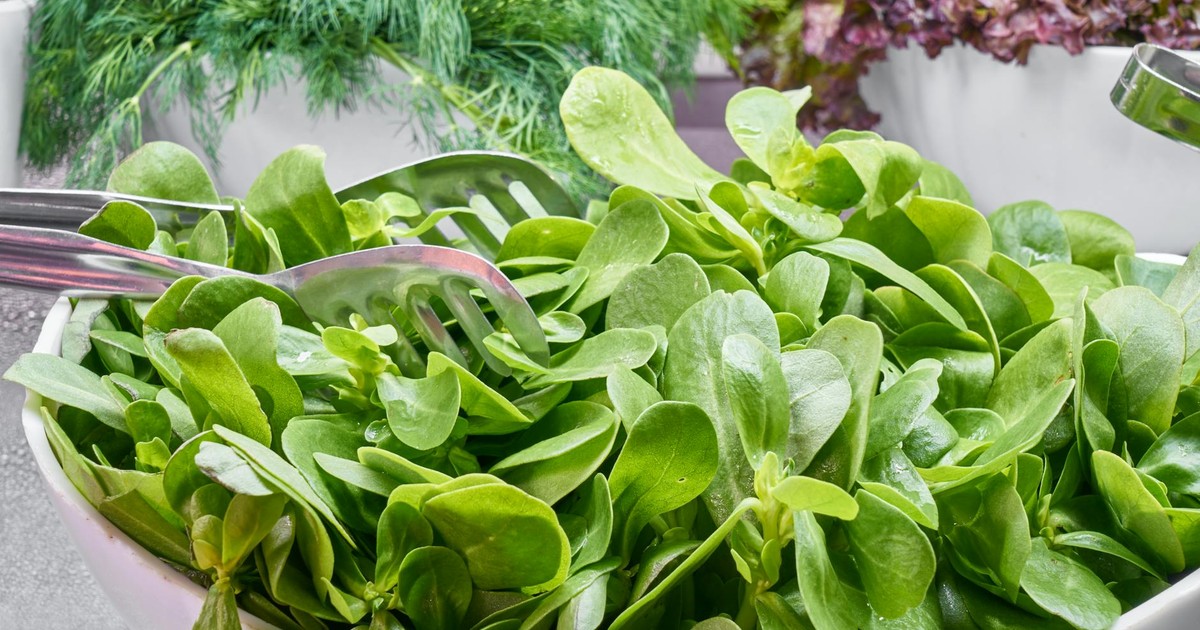 Fresh green salad made with leafy vegetables, perfect for a healthy meal.