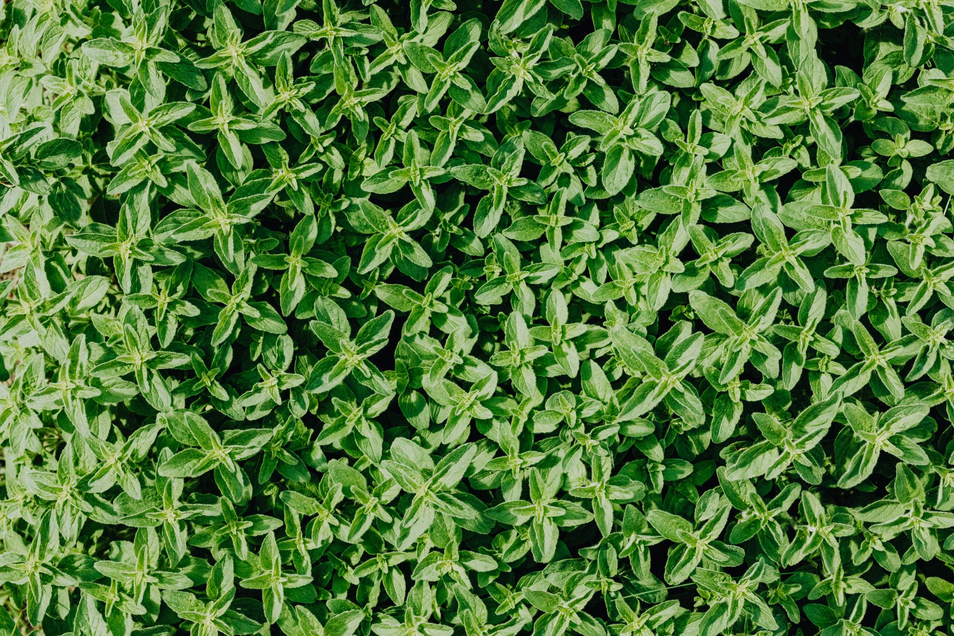 Dense carpet of fresh green thyme leaves creating a natural botanical pattern.