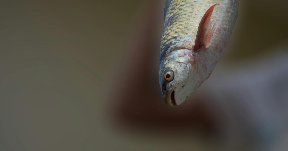 Detailed capture of a fresh Rudd fish showcasing its scales and vibrant colors.