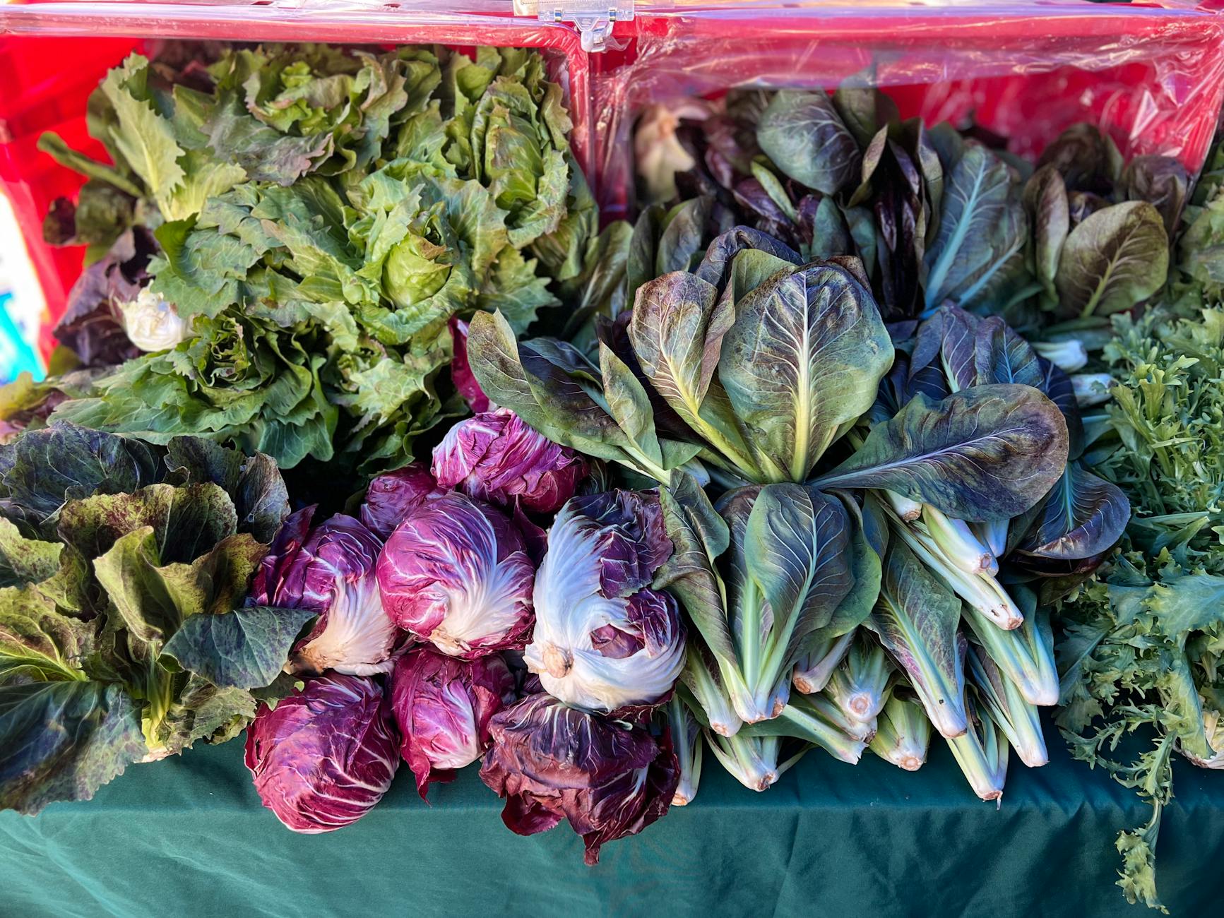 Vibrant display of fresh lettuce, radicchio, and leafy greens at a farmers market.