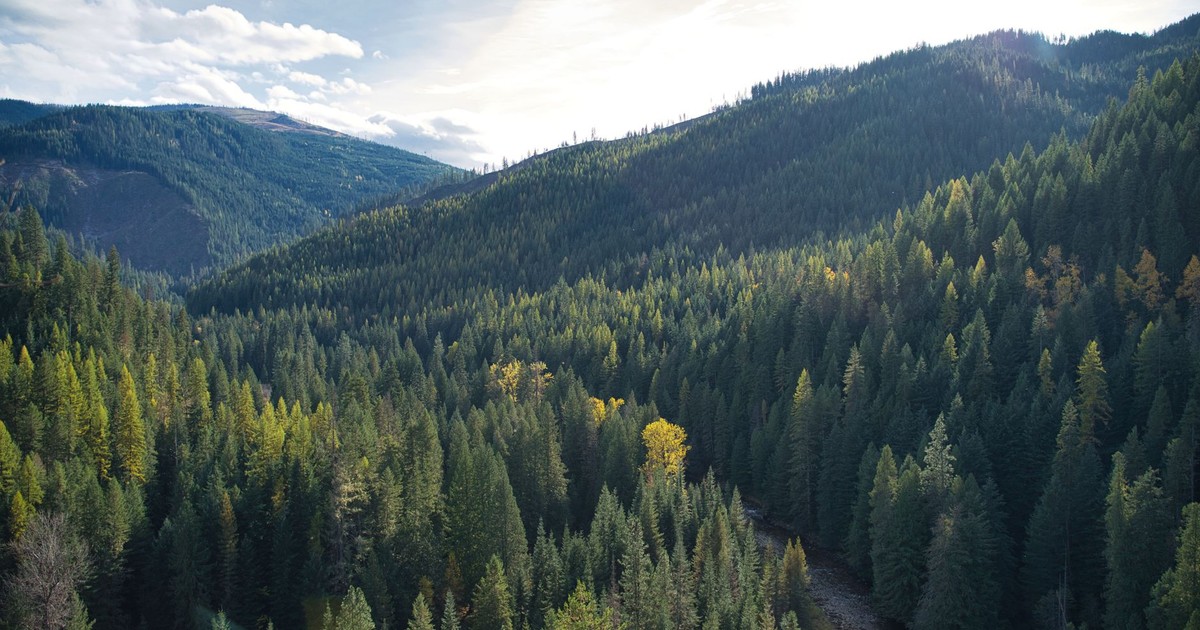 Breathtaking view of dense forested mountains in Avery, Idaho on a sunny day.