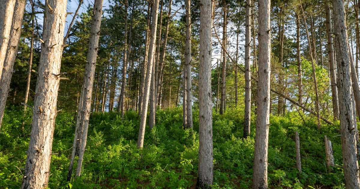 Beautiful coniferous forest in Weaver, Minnesota, showcasing lush summer growth and sunlight.